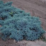 Juniperus squamata ´Blue Star´ (jalovec šupinatý)