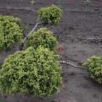 Juniperus x media ´Old Gold´ zastřihovaný (jalovec prostřední)