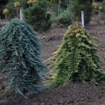 Juniperus horizontalis ´Golden Carpet´ na kmínku (jalovec polehavý)