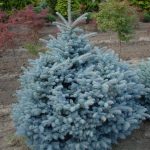 Picea pungens ´Compacta´ (smrk pichlavý)
