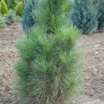 Pinus nigra ´Caramaniaca´ (borovice černá sloupovitá)