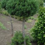 Pinus sylvestris ´Compressa´ na kmínku (borovice lesní zakrslá)