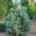 Pinus sylvestris ´Watereri´ (borovice lesní zakrslá)