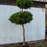 Pinus sylvestris ´Compressa´ se dvěma korunami (borovice lesní zakrslá)