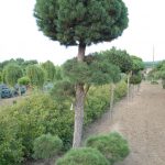 Pinus sylvestris pseudobonsai (borovice lesní)