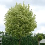 Acer platanoides ´Drummondii´ (javor mléč)