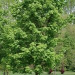 Acer platanoides ´Pyramidale Nanum´ (javor mléč)