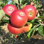 jabloň Discovery – letní odrůda