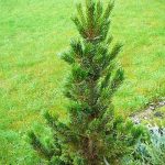 Pinus aristata (borovice osinatá)