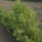 Pinus densiflora ´Oculus-draconis´ (borovice hustokvětá)