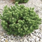 Pinus mugo var. pumilio (borovice kleč)