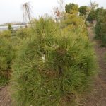 Pinus nigra ´Spielberg´ (borovice černá zakrslá)