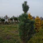 Pinus sylvestris ´Fastigiata´ (borovice lesní sloupovitá)